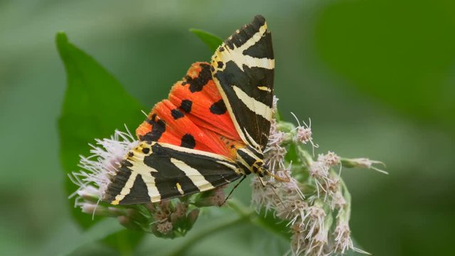 Jersey tiger (Euplagia quadripunctaria)