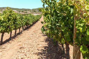 Fototapeta na wymiar Photo of vineyard with ripe grapes and blue sky