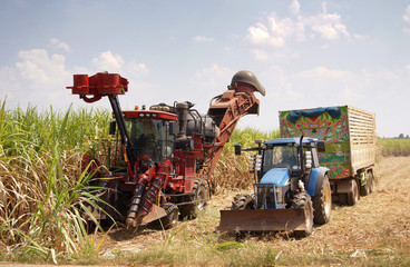 Car cutting sugar cane on fields and agricultural under the blue sky.