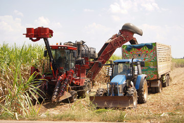 Fototapeta na wymiar Car cutting sugar cane on fields and agricultural under the blue sky.