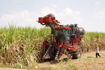 Car cutting sugar cane on fields and agricultural under the blue sky.