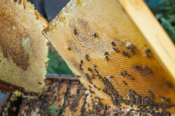 Beekeeper is working with bees and beehives on the apiary. Beekeeper on apiary.