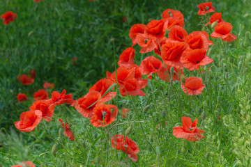 Floral background. Red poppies in green grass on a blurry background of lush meadow