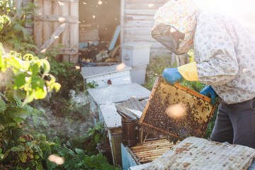 Obraz premium Beekeeper is working with bees and beehives on the apiary. Beekeeper on apiary.