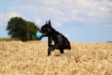 kleiner schwarzer Mischling hat Spa&szlig; auf einem Stoppelfeld