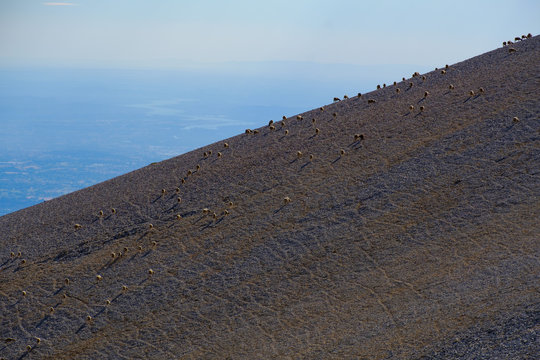 Des moutons sur le c&ocirc;te de montagne. Mont Ventoux. France. Provence.