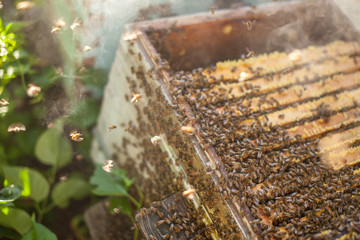 Honey bees infront of hive enterence