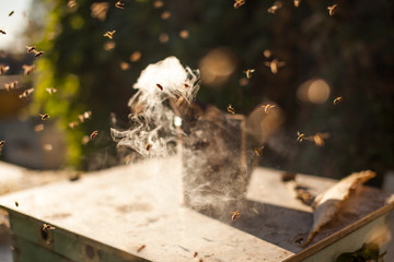 Bee smoker smoking in apiary copyspace seasonal honey bees beekeeping farming organic production producing concept.