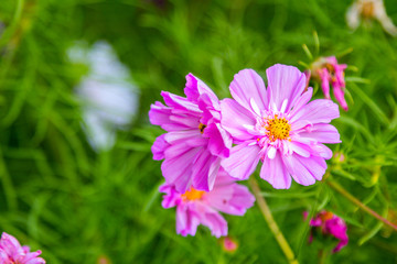 Beautiful pink decorative cosmos flowers in the garden, hybrid cosmos bipinnatus called Double Click
