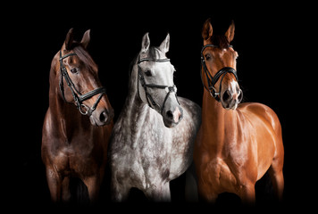 verschiedene Pferde vor schwarzem Hintergrund - 169373075