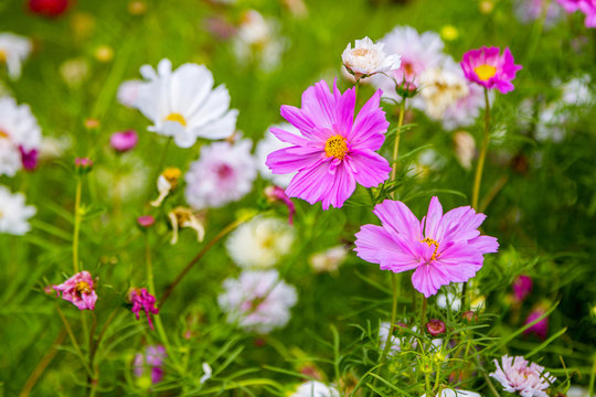 Beautiful pink decorative cosmos flowers in the garden, hybrid cosmos bipinnatus called Double Click
