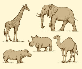 African animals. Vector drawing