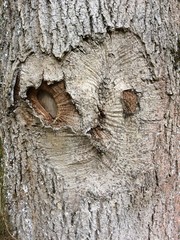 Eulengisicht im Baum