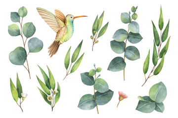 Obrazy na Szkle  Akwarela wektor ręcznie malowany zestaw z liści eukaliptusa i koliber.