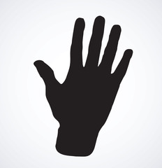 Palm. Vector drawing