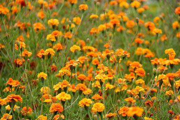 tagetes marigolds flowers meadow	