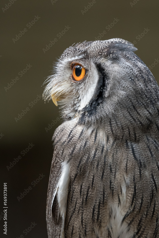 Poster close up profile photograph of an indian scops owl otus bakkamoena staring to the left in upright ve