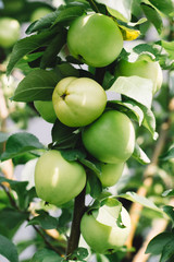 young green apples on a branch on the farm