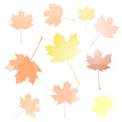 Fototapeta premium maple leaves set. autumn vector illustration