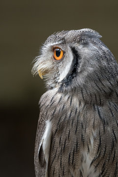 Close up profile photograph of an Indian scops owl Otus bakkamoena staring to the left in upright vertical format