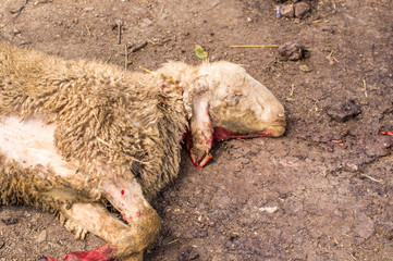 Dead sheep head with blood sacrificed for Eid Al-Adha (Sacrifice Feast).