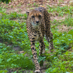 Naklejka na ściany i meble Cheetah is walking and looking forward