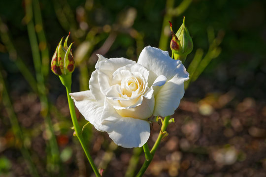 White rose in bloom between two buds in the summer sun