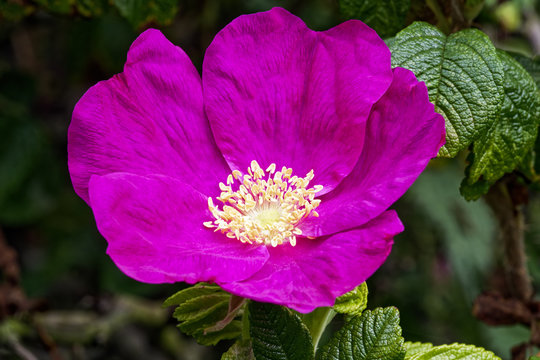 Close up of a deep pink Dog Rose with light yellow stamen growing on a bush with dark green foliage in the background