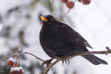 Amsel in Schneegestöber