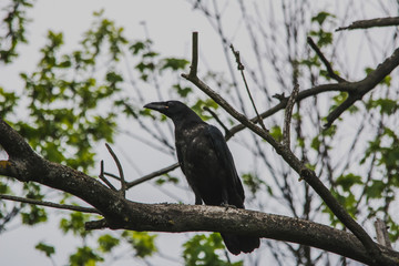 Crow is sitting on the branch, helloween concept
