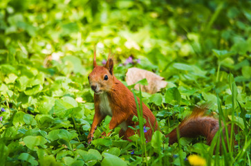 Naklejka na ściany i meble Rad squirrel in grass at park
