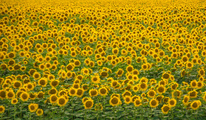 Yellow sunflower field background