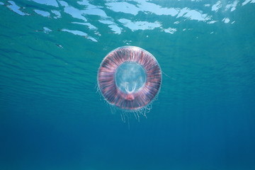 Naklejka premium Underwater jellyfish Aequorea in the Mediterranean sea, Spain, Costa Brava, Girona, Catalonia