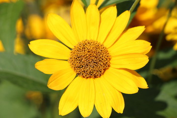 Beautiful yellow flower / Autumn flowers in the flowerbed / Flowers in the park