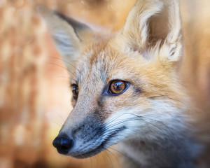 Obraz premium Kit Fox Portrait