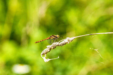 Blutrote Heidelibelle,  Sympetrum sanguineum, männlich