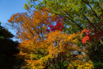 The maple and autumn leaves.The shooting location is Arisugawa Park in Minami Azabu, Minato-ku, Tokyo, Japan. 