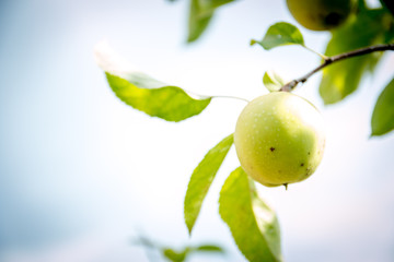 One Green apple on a branch ready to be harvested, selective focus