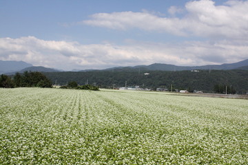 そばの花畑