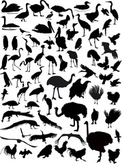 seventy bird black silhouettes on white