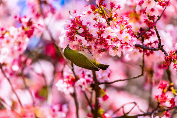 The Japanese White-eye and cherry blossoms. Located in Tokyo Prefecture Japan.