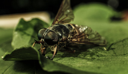 Breeze (horsefly, gadfly) on the green leaf macro portrait