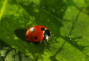 Obraz premium Macro of bug insect (Ladybug) red and dot black color close up on the green leaf or leave in nature