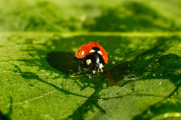 Macro of bug insect (Ladybug) red and dot black color close up on the green leaf or leave in nature