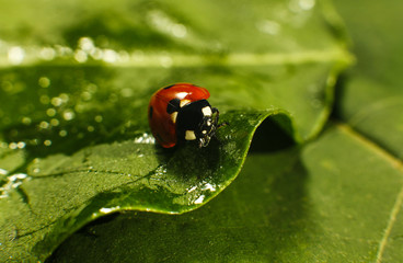 Macro of bug insect (Ladybug) red and dot black color close up on the green leaf or leave in nature