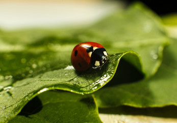Macro of bug insect (Ladybug) red and dot black color close up on the green leaf or leave in nature