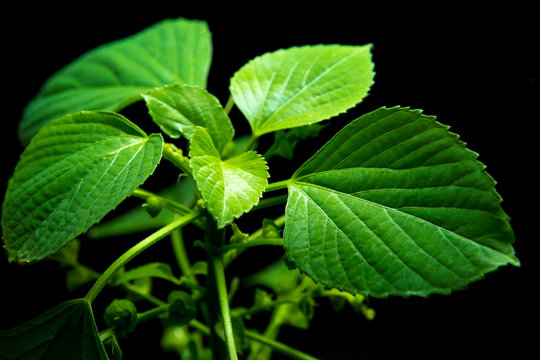 Vivid green leaves of Indian acalypha copperleaf in black background
