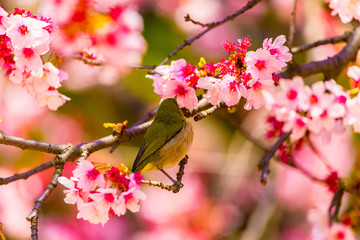 The Japanese White-eye.The background is cherry blossoms. Located in Tokyo Prefecture Japan.