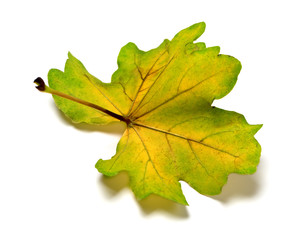 Fototapeta na wymiar Backside of multi colored autumn oak leaf
