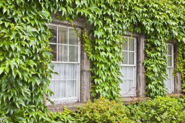 Fototapeta na wymiar Typical old irish window with wall covered in ivy (Ireland)